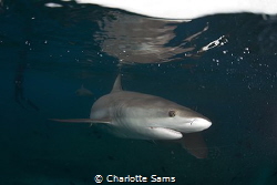 Caribbean Reef shark, Carcharhinus perezi, investigating ... by Charlotte Sams 
